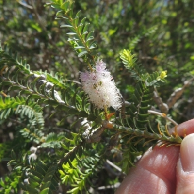 Melaleuca decussata (Cross-leaf Honey-myrtle or Totem Poles) at Chisholm, ACT - 3 Nov 2014 by MichaelBedingfield