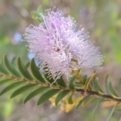 Melaleuca decussata at Chisholm, ACT - 3 Nov 2014 02:41 PM