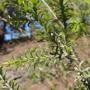 Melaleuca decussata at Chisholm, ACT - 3 Nov 2014