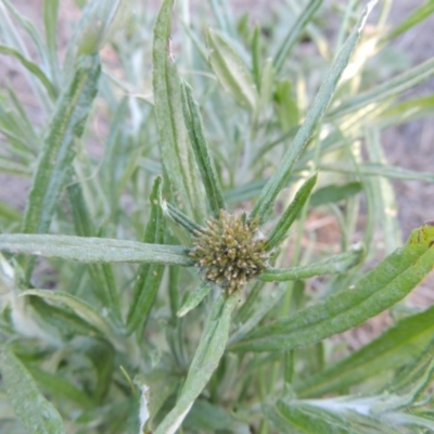 Euchiton sphaericus (Star Cudweed) at Paddys River, ACT - 5 Nov 2014 by michaelb