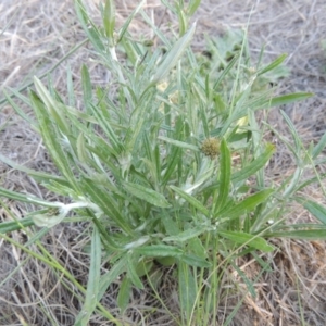 Euchiton sphaericus at Paddys River, ACT - 5 Nov 2014 06:30 PM