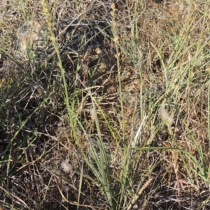 Plantago gaudichaudii at Paddys River, ACT - 5 Nov 2014