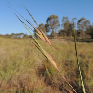 Themeda triandra at Paddys River, ACT - 5 Nov 2014 06:44 PM