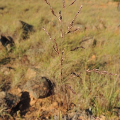 Poa sieberiana (Poa Tussock) at Pine Island to Point Hut - 5 Nov 2014 by michaelb