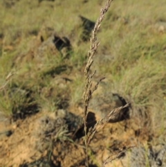 Poa sieberiana at Paddys River, ACT - 5 Nov 2014 06:48 PM