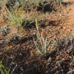 Plantago gaudichaudii (Narrow Plantain) at Pine Island to Point Hut - 5 Nov 2014 by MichaelBedingfield