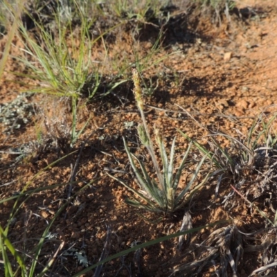 Plantago gaudichaudii (Narrow Plantain) at Pine Island to Point Hut - 5 Nov 2014 by MichaelBedingfield
