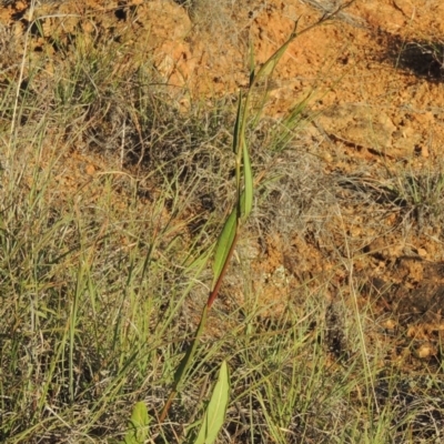 Rumex brownii (Slender Dock) at Pine Island to Point Hut - 5 Nov 2014 by michaelb