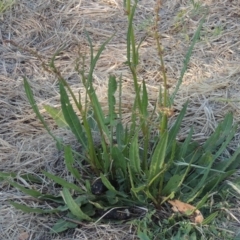 Rumex brownii at Pine Island to Point Hut - 5 Nov 2014