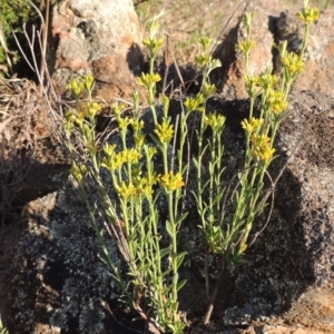 Pimelea curviflora at Paddys River, ACT - 5 Nov 2014