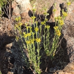 Pimelea curviflora (Curved Rice-flower) at Pine Island to Point Hut - 5 Nov 2014 by michaelb