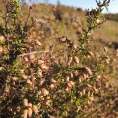 Cryptandra amara (Bitter Cryptandra) at Paddys River, ACT - 5 Nov 2014 by MichaelBedingfield
