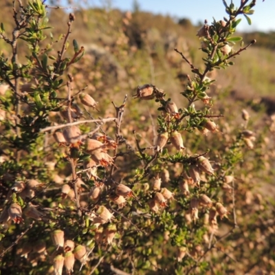 Cryptandra amara (Bitter Cryptandra) at Paddys River, ACT - 5 Nov 2014 by MichaelBedingfield
