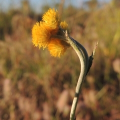 Chrysocephalum apiculatum (Common Everlasting) at Paddys River, ACT - 5 Nov 2014 by michaelb