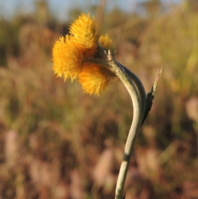 Chrysocephalum apiculatum (Common Everlasting) at Paddys River, ACT - 5 Nov 2014 by MichaelBedingfield