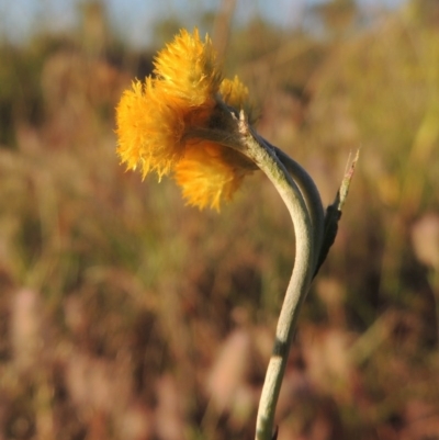 Chrysocephalum apiculatum (Common Everlasting) at Paddys River, ACT - 5 Nov 2014 by michaelb