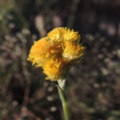 Chrysocephalum apiculatum at Paddys River, ACT - 5 Nov 2014 07:09 PM