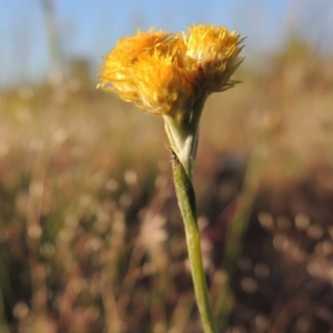 Chrysocephalum apiculatum at Paddys River, ACT - 5 Nov 2014