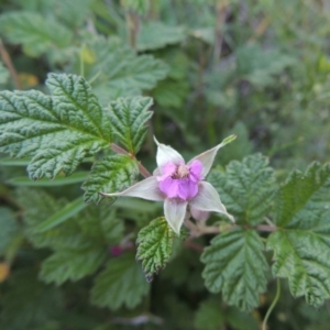 Rubus parvifolius at Paddys River, ACT - 5 Nov 2014