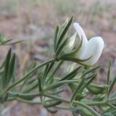 Lotus australis (Austral Trefoil) at Urambi Hills - 5 Nov 2014 by michaelb