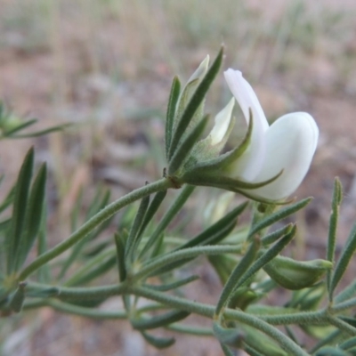 Lotus australis (Austral Trefoil) at Kambah, ACT - 5 Nov 2014 by MichaelBedingfield