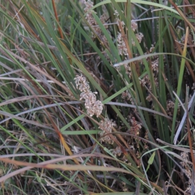 Lomandra multiflora (Many-flowered Matrush) at Kambah, ACT - 5 Nov 2014 by MichaelBedingfield