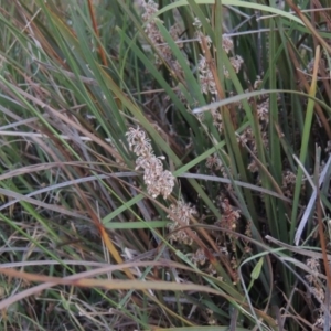 Lomandra multiflora at Kambah, ACT - 5 Nov 2014