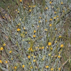 Chrysocephalum apiculatum (Common Everlasting) at Kambah, ACT - 5 Nov 2014 by michaelb