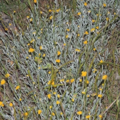 Chrysocephalum apiculatum (Common Everlasting) at Urambi Hills - 5 Nov 2014 by michaelb