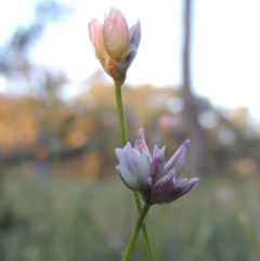 Laxmannia gracilis (Slender Wire Lily) at Conder, ACT - 7 Nov 2014 by MichaelBedingfield