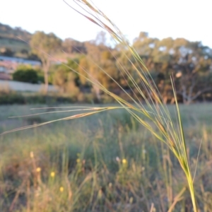 Austrostipa bigeniculata at Conder, ACT - 7 Nov 2014