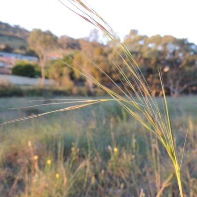 Austrostipa bigeniculata (Kneed Speargrass) at Conder, ACT - 7 Nov 2014 by michaelb