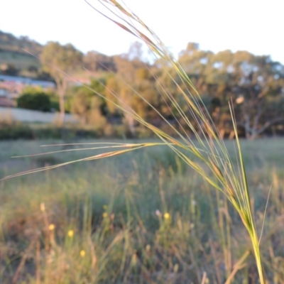 Austrostipa bigeniculata (Kneed Speargrass) at Conder, ACT - 7 Nov 2014 by MichaelBedingfield