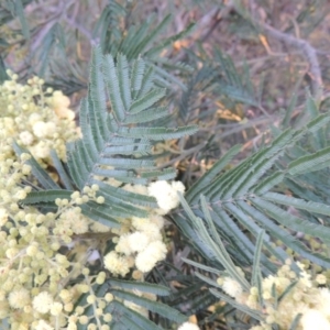 Acacia mearnsii at Conder, ACT - 7 Nov 2014