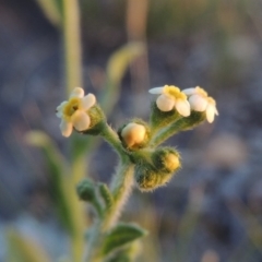 Hackelia suaveolens (Sweet Hounds Tongue) at Tuggeranong Hill - 7 Nov 2014 by michaelb