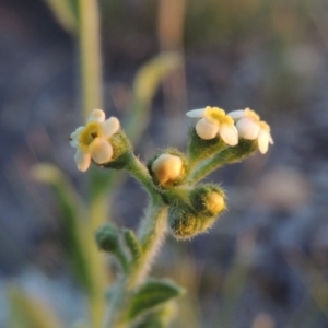 Hackelia suaveolens at Conder, ACT - 7 Nov 2014