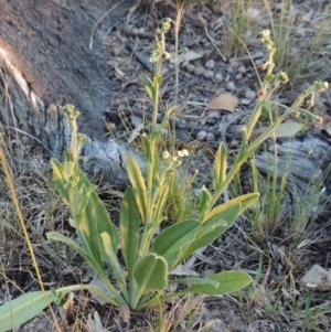 Hackelia suaveolens at Conder, ACT - 7 Nov 2014 07:46 PM