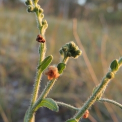 Hackelia suaveolens at Conder, ACT - 7 Nov 2014 07:46 PM