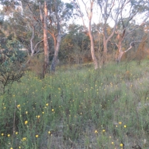 Xerochrysum viscosum at Conder, ACT - 7 Nov 2014