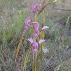 Diuris dendrobioides (Late Mauve Doubletail) at Tuggeranong Hill - 7 Nov 2014 by michaelb