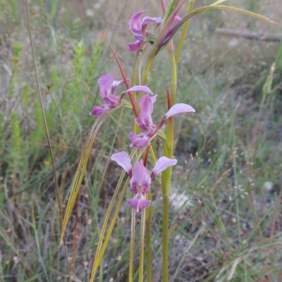 Diuris dendrobioides (Late Mauve Doubletail) by MichaelBedingfield