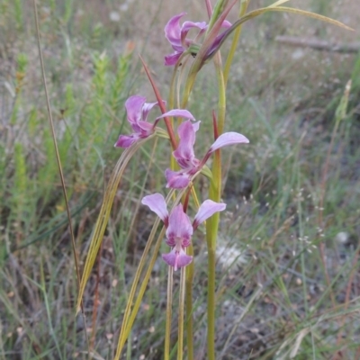 Diuris dendrobioides (Late Mauve Doubletail) at Tuggeranong Hill - 7 Nov 2014 by michaelb