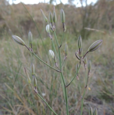 Thysanotus tuberosus subsp. tuberosus (Common Fringe-lily) at Conder, ACT - 7 Nov 2014 by MichaelBedingfield