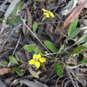 Goodenia hederacea at Kambah, ACT - 19 Nov 2014