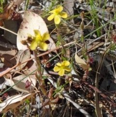 Hypericum gramineum (Small St Johns Wort) at Kambah, ACT - 18 Nov 2014 by galah681