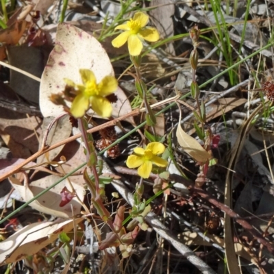 Hypericum gramineum (Small St Johns Wort) at Kambah, ACT - 18 Nov 2014 by galah681