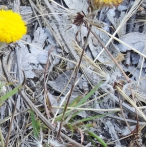 Leptorhynchos squamatus at Kambah, ACT - 19 Nov 2014