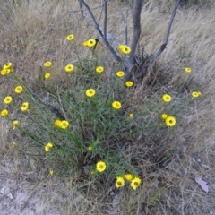 Xerochrysum viscosum (Sticky Everlasting) at Kambah, ACT - 19 Nov 2014 by galah681