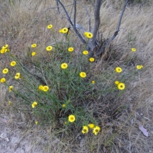 Xerochrysum viscosum at Kambah, ACT - 19 Nov 2014