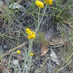 Chrysocephalum apiculatum (Common Everlasting) at Kambah, ACT - 18 Nov 2014 by galah681